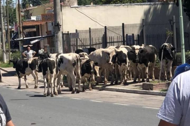 Vuelco y caos de tránsito en Córdoba. 23 vacas quedaron libres en la ruta después de un choque múltiple