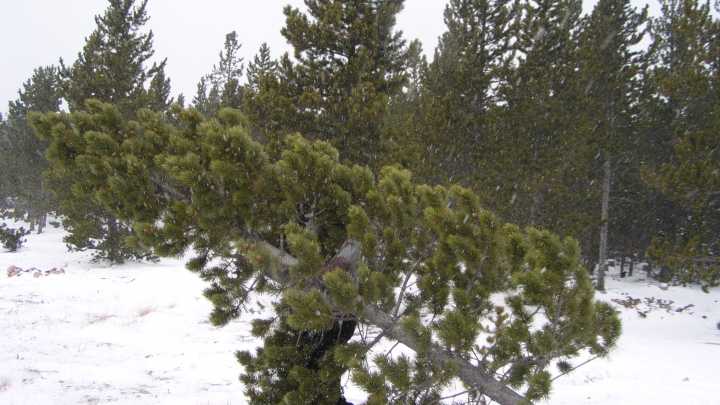 Where you can cut your own Christmas tree in Colorado