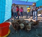 Impulsan autosuficiencia con granjas de gallinas ponedoras en comunidades rurales