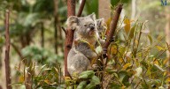 NSW koala comeback: Populations rebound after bushfires