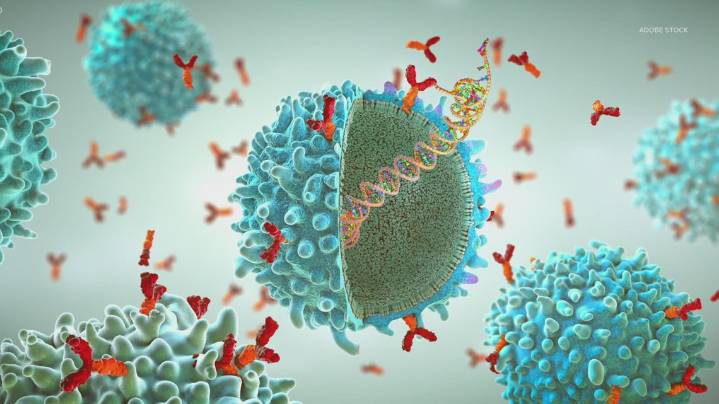 New study shows mRNA vaccine enhances cancer immunotherapy treatment: HealthLink