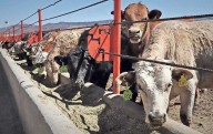Esperan reanudar exportación de ganado tras presión de Texas