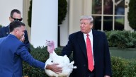 Why Does The President Pardon A Turkey For Thanksgiving?