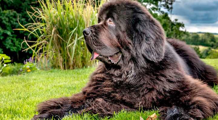 Tu mejor amigo envejece: cómo cuidar a un perro mayor para que viva sus últimos años con alegría