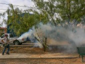 Dengue en México: Se reportan más de mil casos en una semana