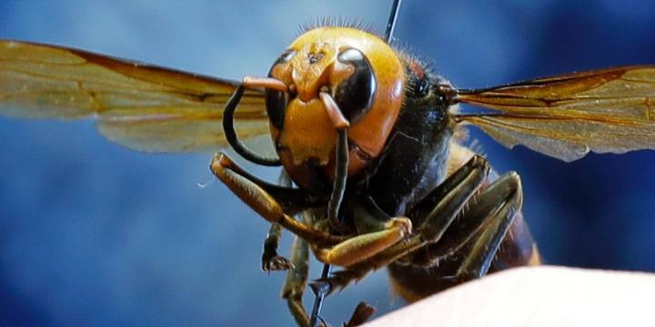 Father, son die after suffering stings from a swarm of murder hornets while ziplining