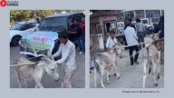Maharashtra man makes donkeys pull SUV in protest against dealership over ‘faulty car’; video goes viral