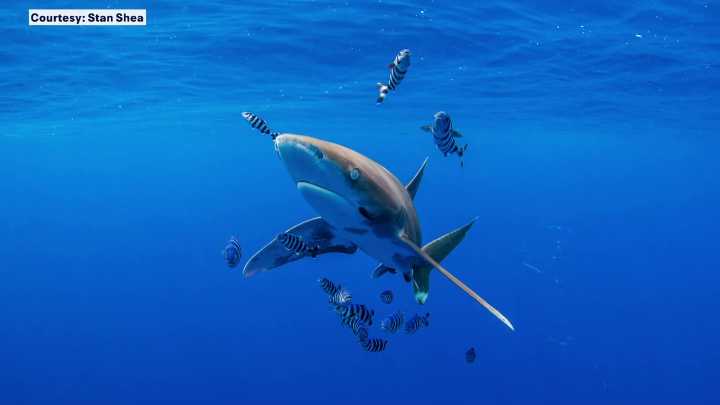 Research shows illegal shark fin trade occurring globally despite international protections