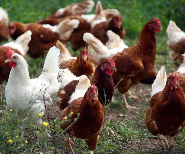 Las autoridades sanitarias de EE.UU. confirman primera muerte por gripe aviar H5N5