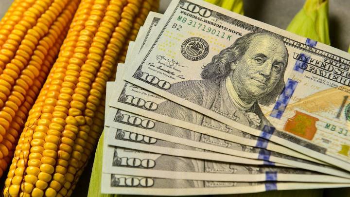 El maíz inicia una campaña con alta expectativa de rentabilidad