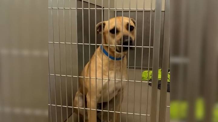Devoted Dog Waits At California Shelter, Not Knowing His Family Has Moved On Without Him