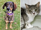 Pets of the week: Pigeon will need time to warm up. KK has epic ears