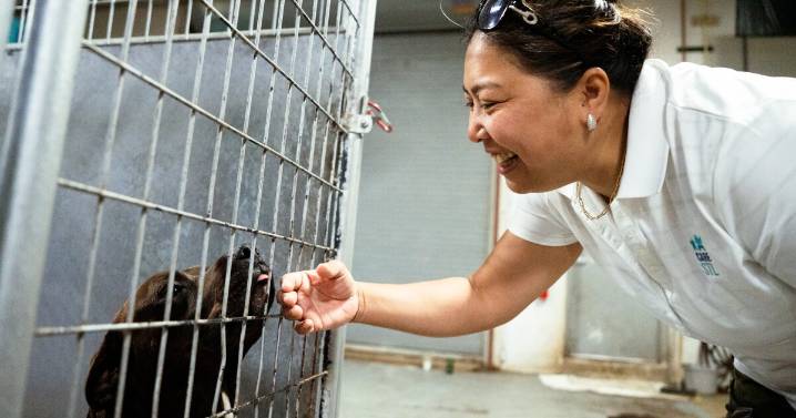 St. Louis extends animal shelter contract with CARE STL, but it’s not enough to cover costs