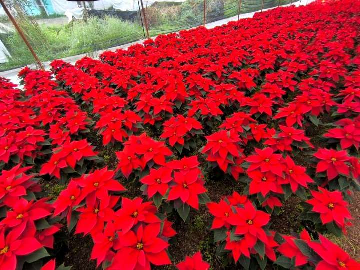 Produjo Xochimilco 1.8 millones de nochebuenas; están listas para su venta