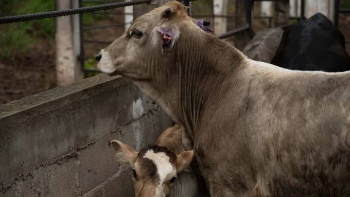 A pesar de acuerdos, aún no hay fecha para reabrir frontera con EU tras barrenador