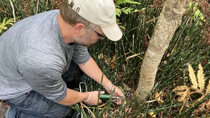 One arborist’s mission to protect black ash trees
