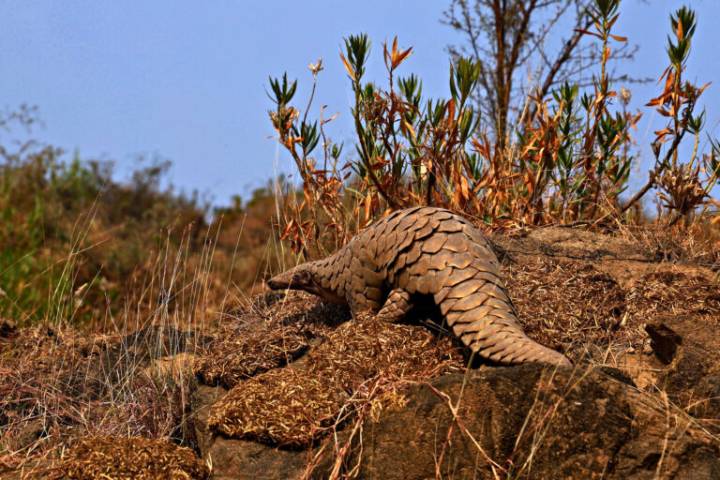 Protecting pangolins IRL, not just on paper: Interview with conservationist Kumar Paudel