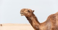 Chemicals from camels and alpacas used to treat human brain disorders