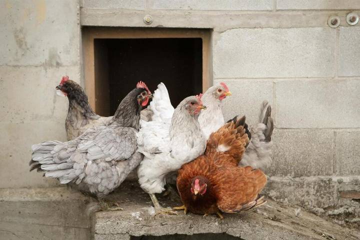 Amplían el confinamiento de aves de cría a toda España
