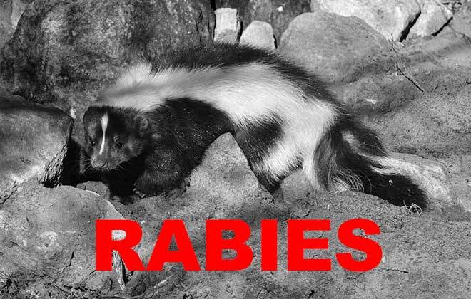 2 horses, 3 pets exposed to rabid skunks in Upstate