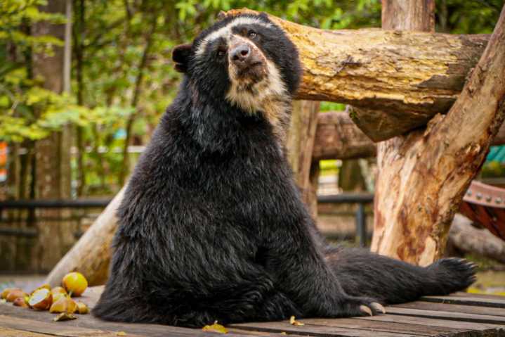 Bioparque Los Ocarros abre todos los días en Semana Santa, incluidos festivos