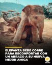 dos crías de elefante nos han recordado el verdadero significado de un abrazo