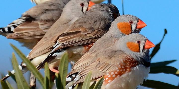 ¿Por qué los pájaros cantan con tanta intensidad al amanecer? Un experimento aportó nuevas pistas