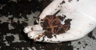 A new can of worms: vermicomposting