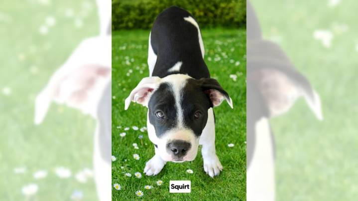 Bulldog mix puppy Squirt is a delight