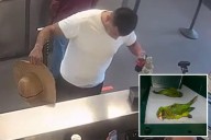 Smuggler carried sedated endangered parakeets in underwear: feds