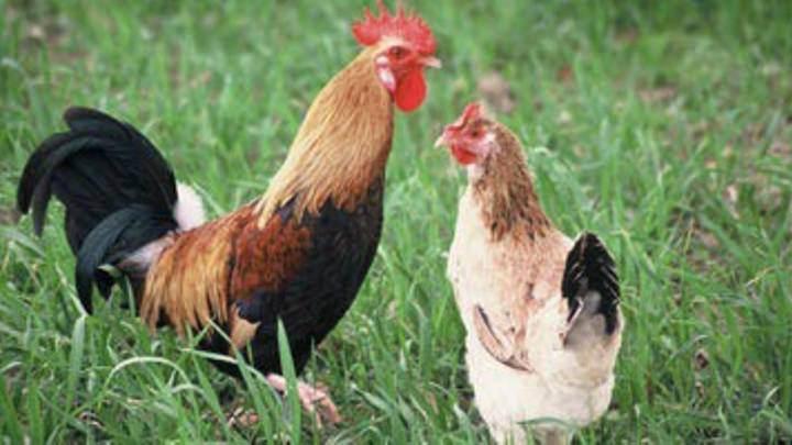 Cien municipios extremeños deben recoger sus gallinas desde el lunes: el listado y las prohibiciones
