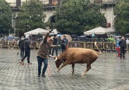 PNV y PSE presentan una ley para «proteger el histórico arraigo social» de las fiestas taurinas en Euskadi
