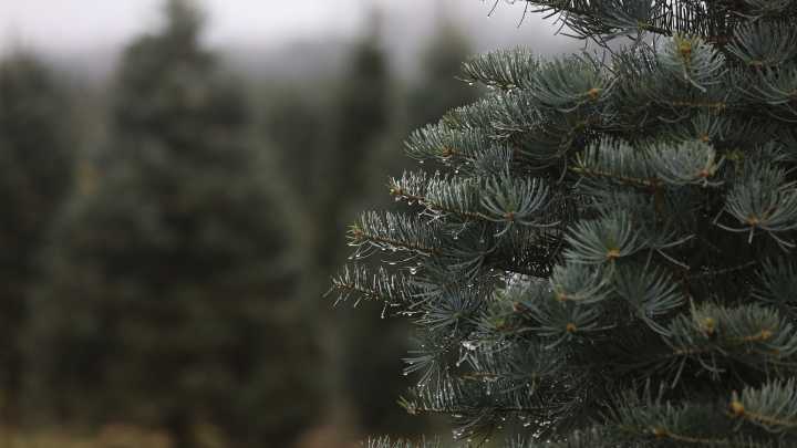 Here's where you can find a 'real' Christmas tree in the…
