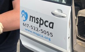 MSPCA removes 62 animals from home in Dudley