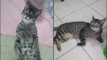 Barranco: gato llamado Klon se perdió hace más de 24 horas tras escaparse de la veterinaria