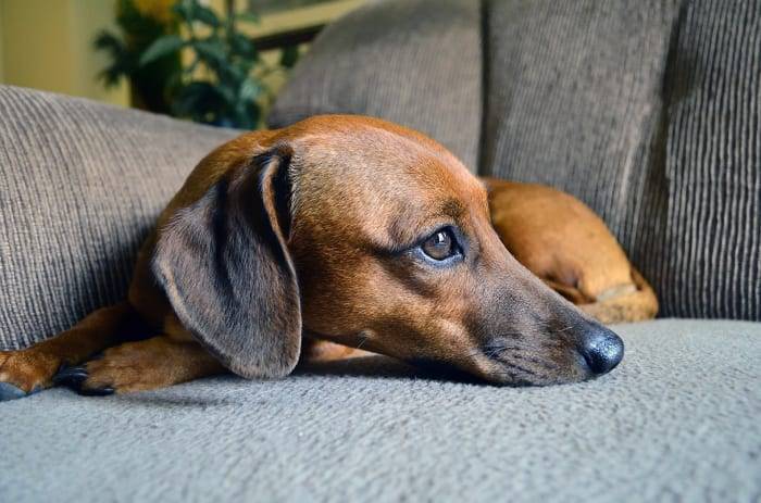 Want to foster a dachshund for the holidays?