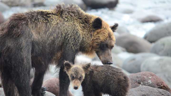 Japan Calls Out The Military To Help Stop Surge In Bear Attacks