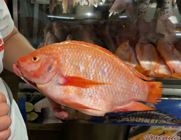 Tenga cuidado con el pescado que consume durante la semana santa