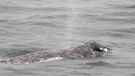‘Unusual timing’: Beloved grey whale is back feeding in B.C. instead of Mexico this winter