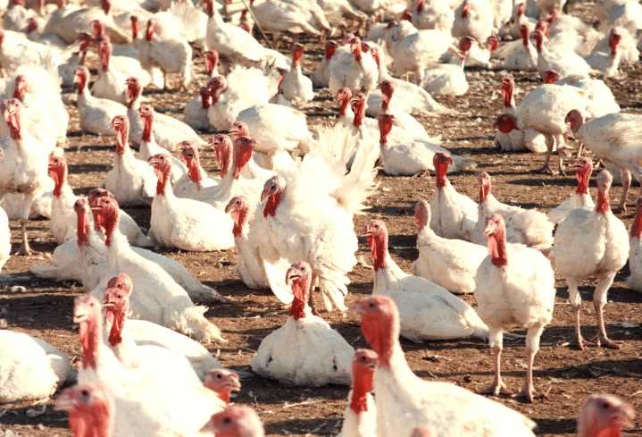 Ohio’s hidden turkey boom: 6.4 million birds raised each year