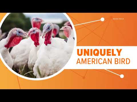 How today's traditional Thanksgiving meal came to be