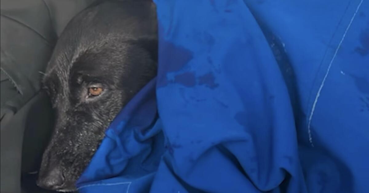 Their dog vanished during a trip to San Diego. They found her swimming a half mile offshore.