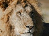 Una joven estaba en una excursión y un león se abalanzó sobre ella: la agarró del cuello y la arrastró