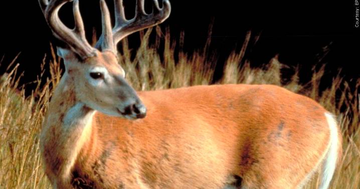 First weekend deer harvest in Illinois totals more than 51,000