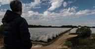 El cultivo bajo plástico de Doñana se reduce un 28% en ocho años