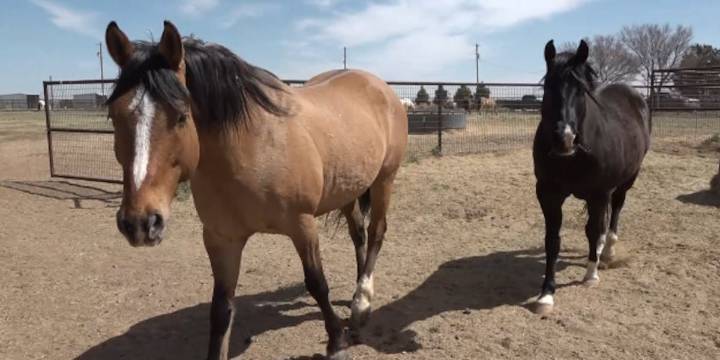 4 cases of Horse EHV-1 virus now confirmed in Texas, experts watching for more cases
