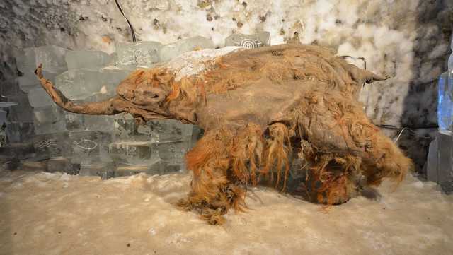 Oldest sequenced RNA reveals details about a mammoth's final moments