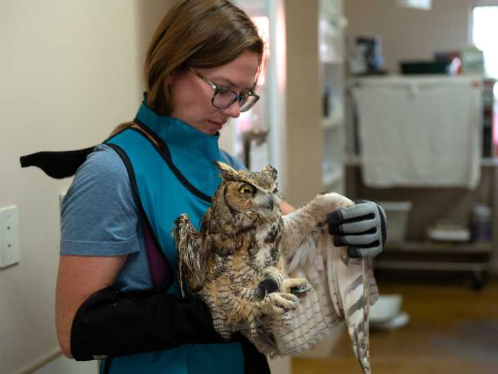 Un búho se introdujo en una mezcladora de cemento, lo salvaron y volverá a volar