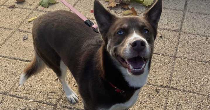 AWLA's Pawfect Match of the Week 