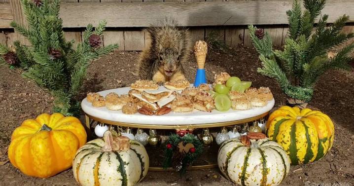 Englewood woman prepares unreal Thanksgiving spread for her backyard squirrels: ‘Want them to feel special’